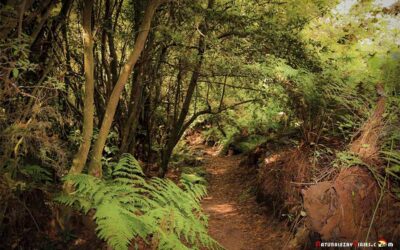 La Caldera del Agua, La Zarza (Isla La Palma)