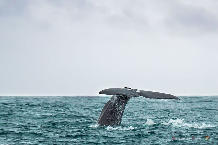 Cola ballena, actividad para hacer en la Isla São Miguel, Azores
