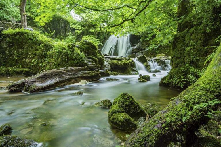 El bosque más bonito de España - Naturaleza y Viajes