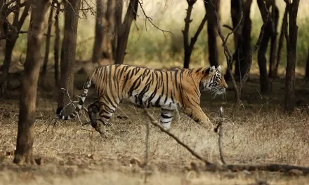 Parques Nacionales de India