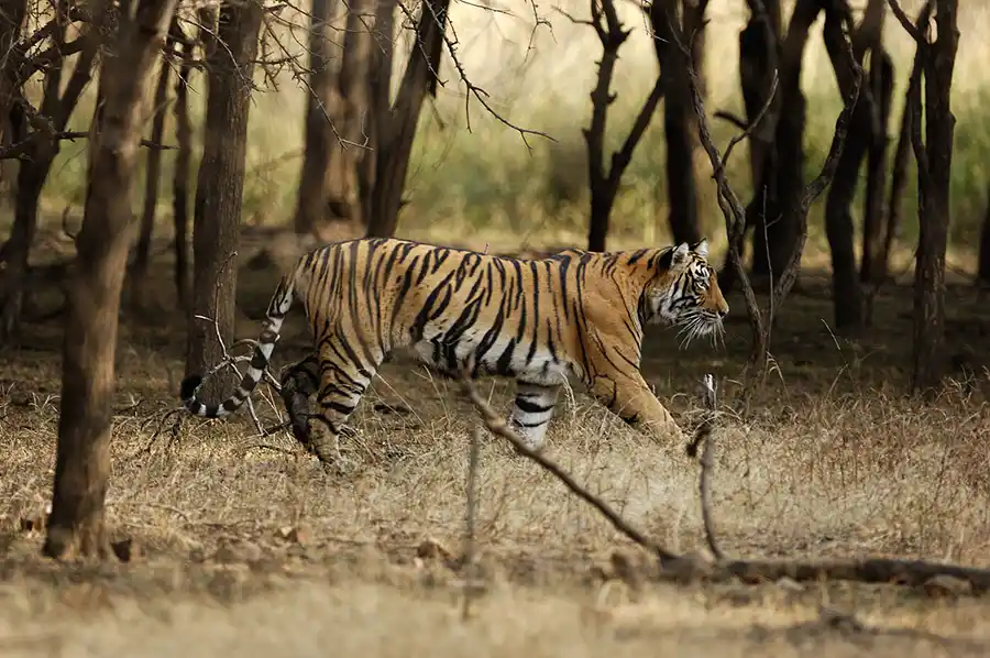 Parques Nacionales de India