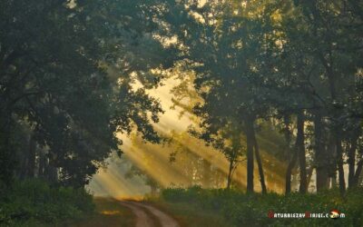 Parque Nacional Kanha, India