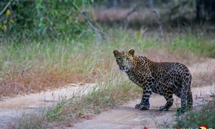 Parque Nacional Bandhavgarh, India