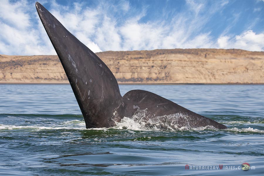 Whale to see in Argentina