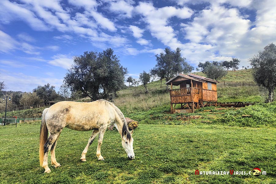 Caballos en Quinta do Chocalhinho