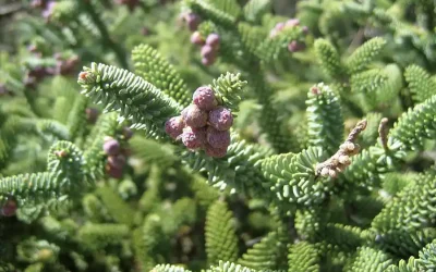 Guía del Parque Nacional Sierra de las Nieves: qué ver, rutas de senderismo y pueblos