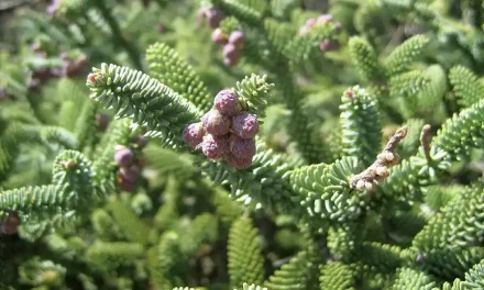 Guía del Parque Nacional Sierra de las Nieves: qué ver, rutas de senderismo y pueblos