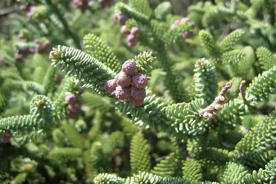 Pinsapo en Sierra de las Nieves