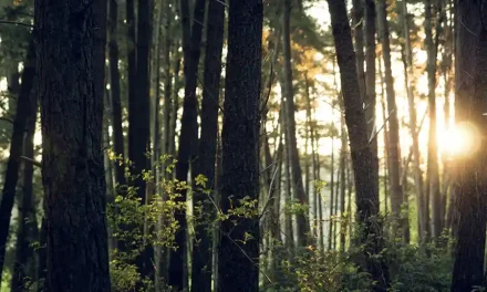 Viajar a lo salvaje y a zonas remotas: mapas offline, wifi público y privacidad