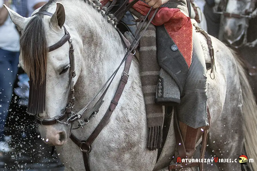 Caballo en Jerez de la Frontera