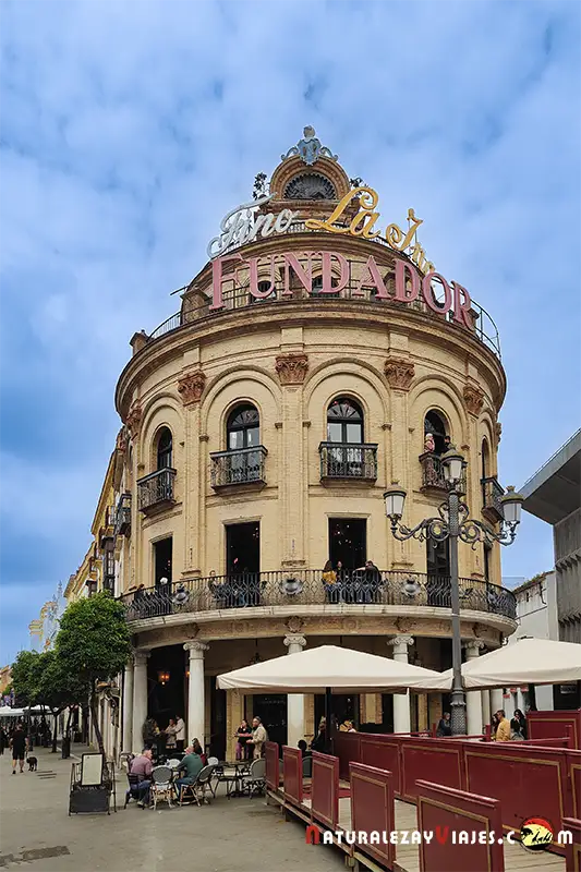 Gallo azul Jerez de la Frontera