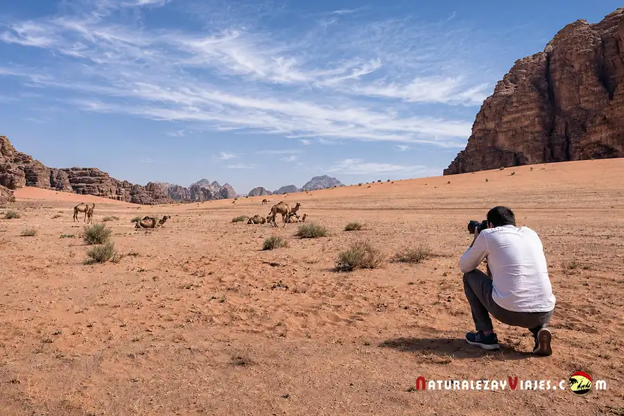 Dromedarios en Wadi Rum