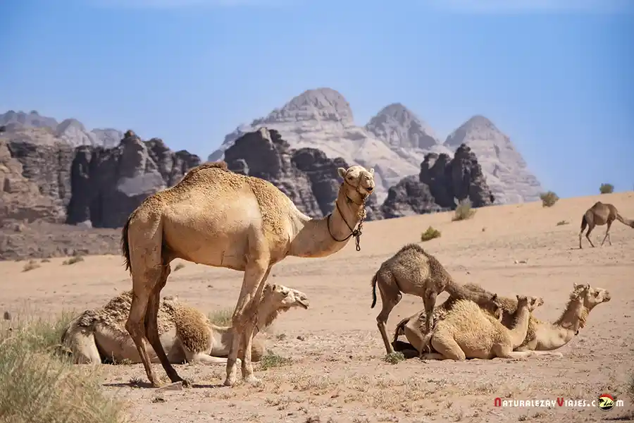 Dromedarios Wadi Rum Jordania