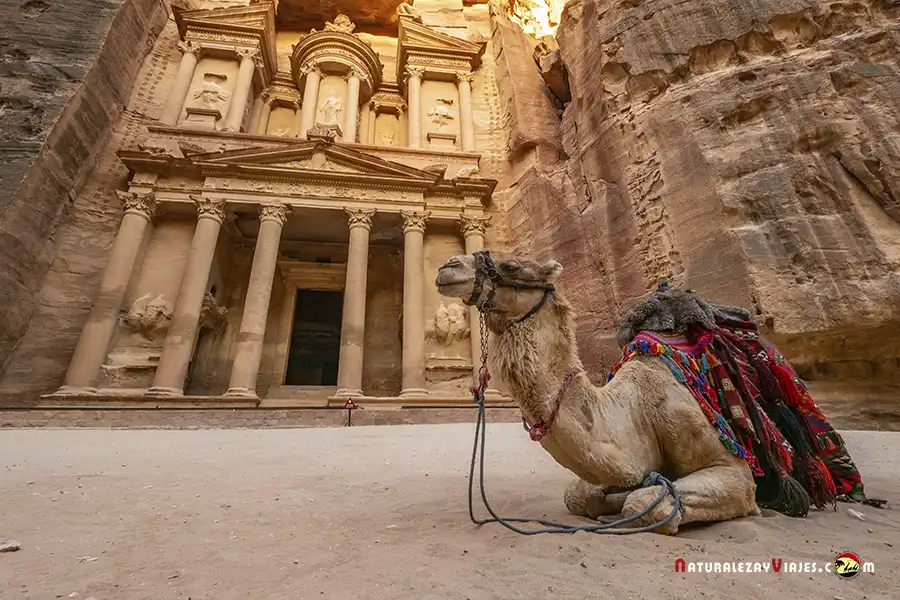 Dromedario en el Tesoro de Petra