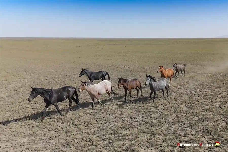 Caballos en Kazajistán