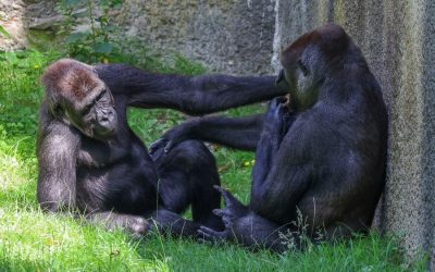 Consejos para hacer trekking de gorilas en Uganda