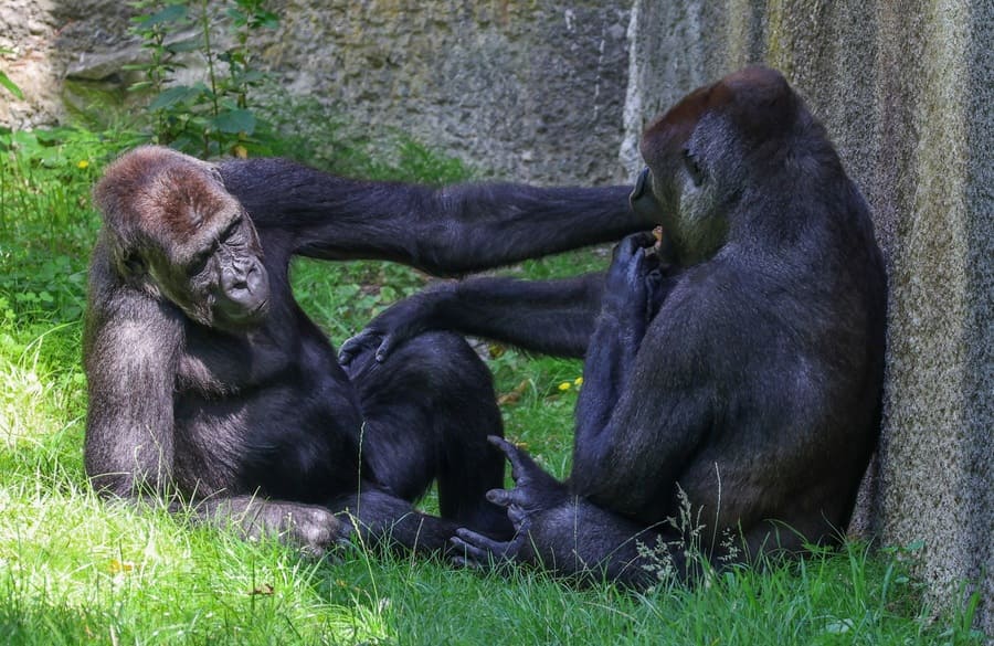 Gorilas Uganda